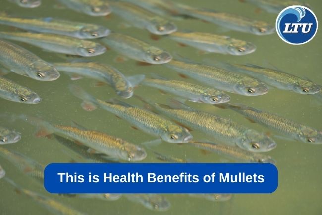 This is Health Benefits of Mullets